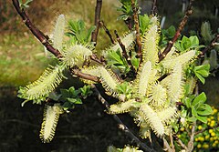 Description de l'image Spieß-Weide (Salix hastata).jpg.