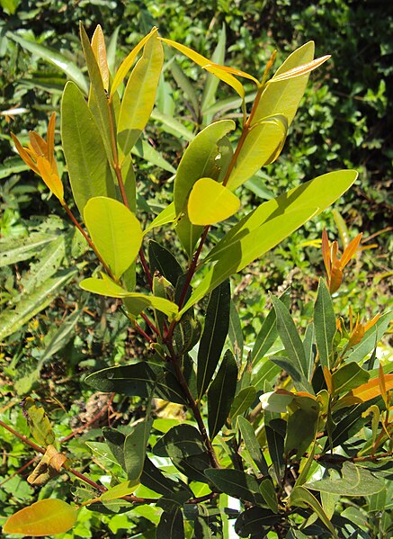 പ്രമാണം:Syzygium salicifolium.jpg