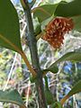 Tambourissa elliptica -lajin hedekukinto