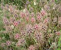 Trifolium Stellatum Stern-Klee