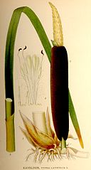 Typha latifolia