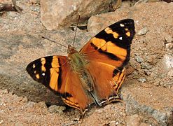 Hypanartia lethe