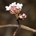 Duft-Schneeball (Viburnum x bodnantense)