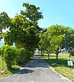 Entrance on Copans road with trees