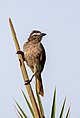 White-browed bulbul