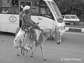 Who quickly? (Aswan, Egypt, 2010) Photo taken on a Third creative trip to Africa