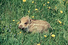 Piglet standing in grass. All wild boar piglets are dark brown with pale longitudinal stripes. After three to four months, these stripes disappear completely. Wild boar standing in grass - DPLA - e1926c3d4c4f242801a5836b44eca6ac.jpg