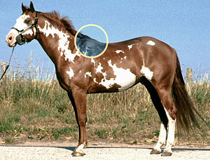 The location of the withers on a horse.