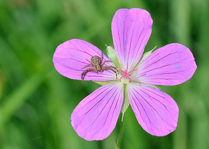 Паук ксистикус на цветке журавельника болотного (Geranium palustre), Оберурзель, Германия