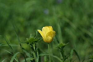 Yellow tulip Русский: Желтый тюльпан