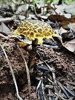 Strobilomyces mirandus, Laosa