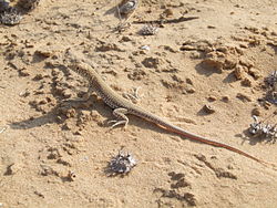 Acanthodactylus scutellatus