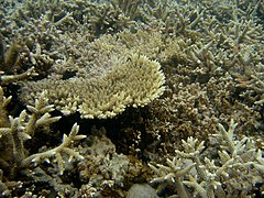 Corail tabulaire (Acropora hyacinthus)