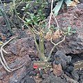 Adenium obesum (Botanischer Garten Genf, 2017)