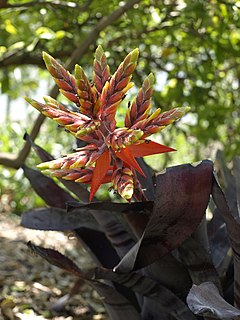 Description de l'image Aechmea tessmannii (Scott Zona) 001.jpg.