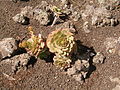 Aeonium ciliatum