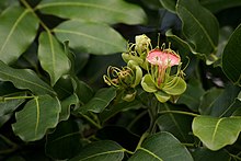 Afzelia quanzensis - flowering tree.jpg