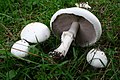 Agaricus arvensis (comestible)