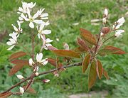 Amerikaans krentenboompje (Amelanchier lamarckii)