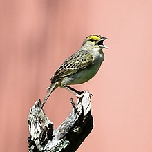 Ammodramus aurifrons - Yellow-browed Sparrow.JPG