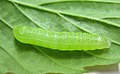 Larva, early instar