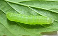 Larva, estadio temprano