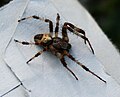 Marmorierte Kreuzspinne ♂ (Araneus marmoreus)