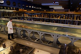#463 (15/3/2004) "Archie" preserved in a 9.45 m-long acrylic tank at London's Natural History Museum