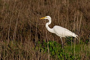 garza blanca caminando.