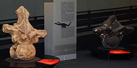 Спинные позвонки аргентинозавра (слева) и пуэртазавра (справа)