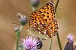 Argynnis adippe