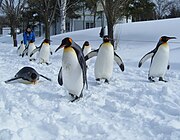 旭川市旭山動物園でのペンギンの散歩