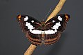 Babočkovitý motýl Athyma nefte