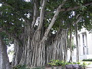 Banyan boom.