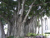 Banyan tree of undetermined species in Fort Myers, Florida Banyan tree Old Lee County Courthouse.jpg