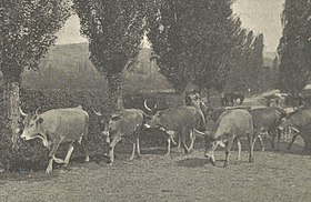 Des béarnaises et des basquaises en 1906.