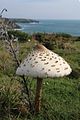 Macrolepiota excoriata