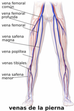 Miniatura para Vena femoral profunda