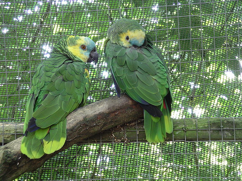 800px-Blue-fronted_amazon_parrot_31l07.JPG