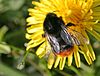 Hommel