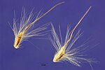 Miniatura para Bothriochloa saccharoides