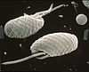 CSIRO ScienceImage 6743 SEM Cryptophyte.jpg