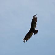 Lesser yellow-headed vulture