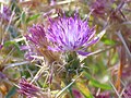 Centaurea calcitrapa pormenor