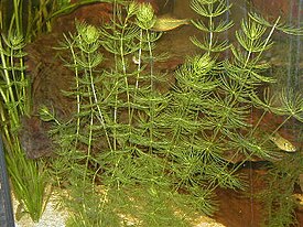 Роголистник полупогружённый (Ceratophyllum submersum) в условиях аквариума