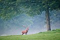 28. Gímszarvas (Cervus elaphus) a belgiumi Freyr erdőben Han-sur-Lesse közelében (javítás)/(csere)