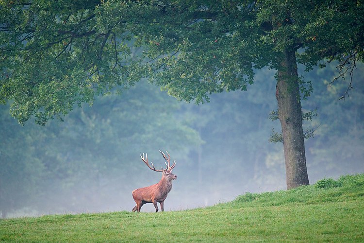 Благородный олень (Cervus elaphus) в лесу недалеко от Ан-сюр-Лесс[фр.], Бельгия