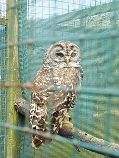 Description de l'image Chaco_Owl_Bodafon_FP.jpg.