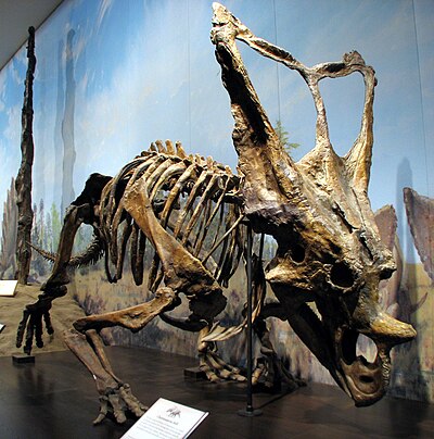 Tulang belulang Chasmosaurinae di Taman Provinsi Dinosaurus, Alberta, Kanada
