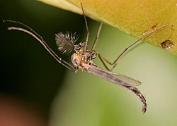 Dansemyggearten Chironomus plumosus